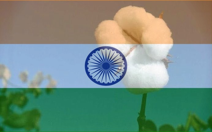 India's rural farmers have not suffered as a result of GM cotton, but rather benefited greatly