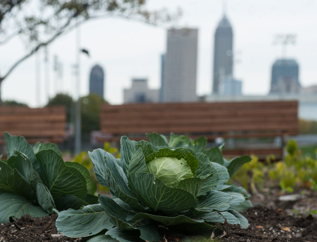 Urban Garden