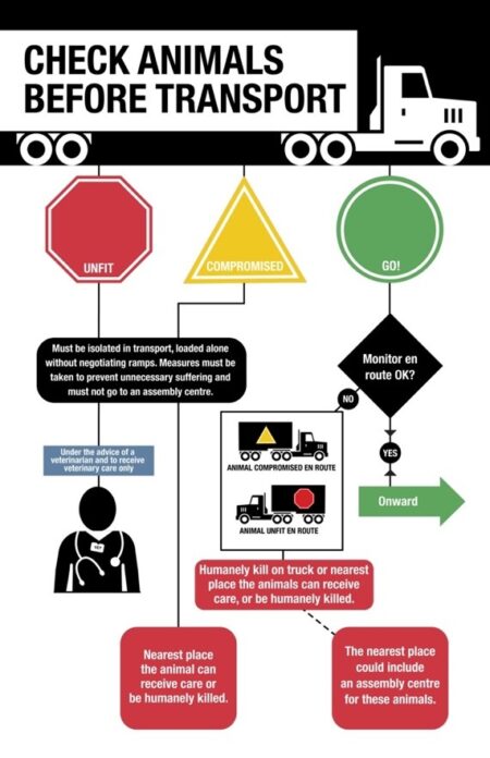 Flowchart to check animals before transport