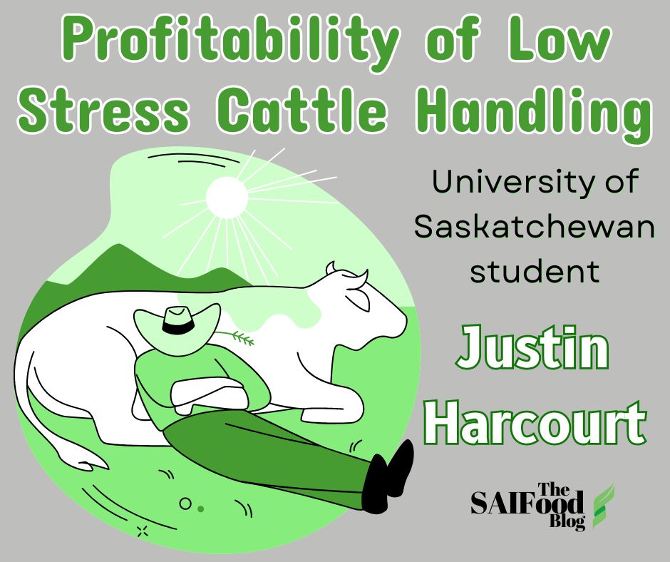 Rancher sleeping against cow in field "Profitability of low stress cattle handling by Justin"