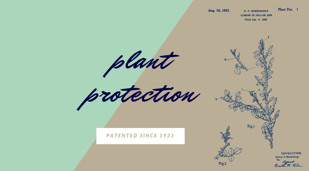 Plant patent since 1931