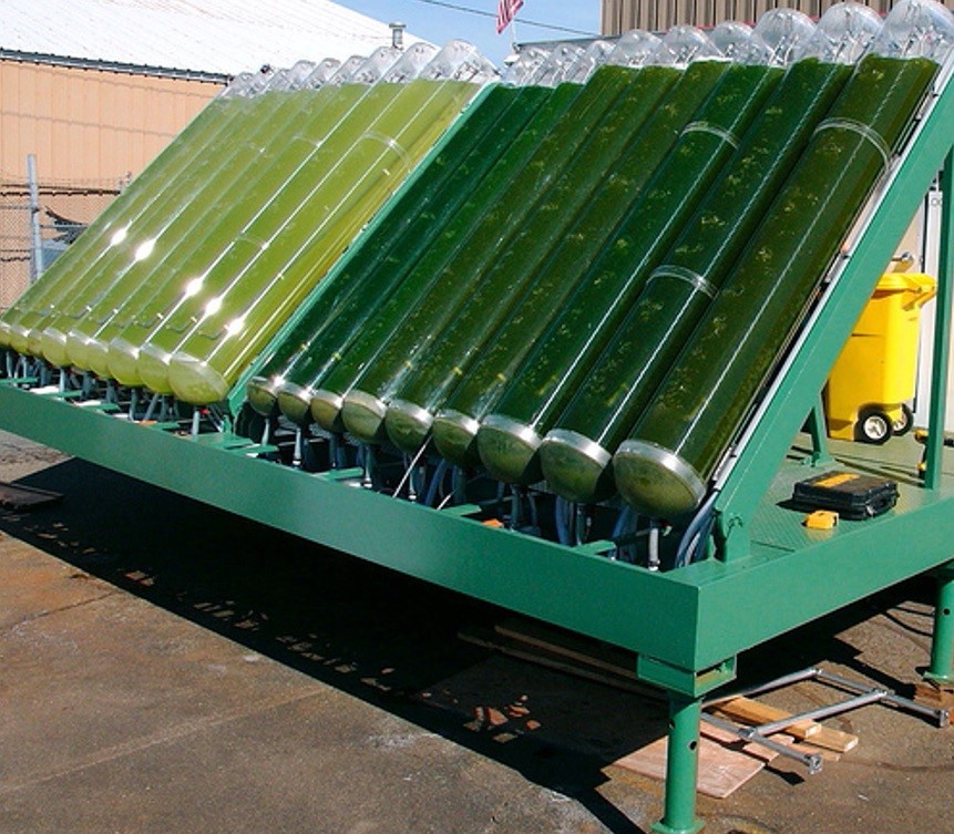 Biofuel in its green state