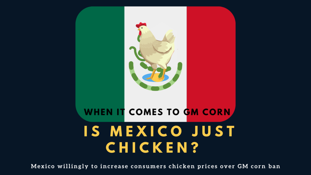 Mexico is just chicken when it comes to GM corn