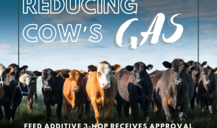 Cattle in a field of grass with bright skies behind. Text: Reducing cow's gas
