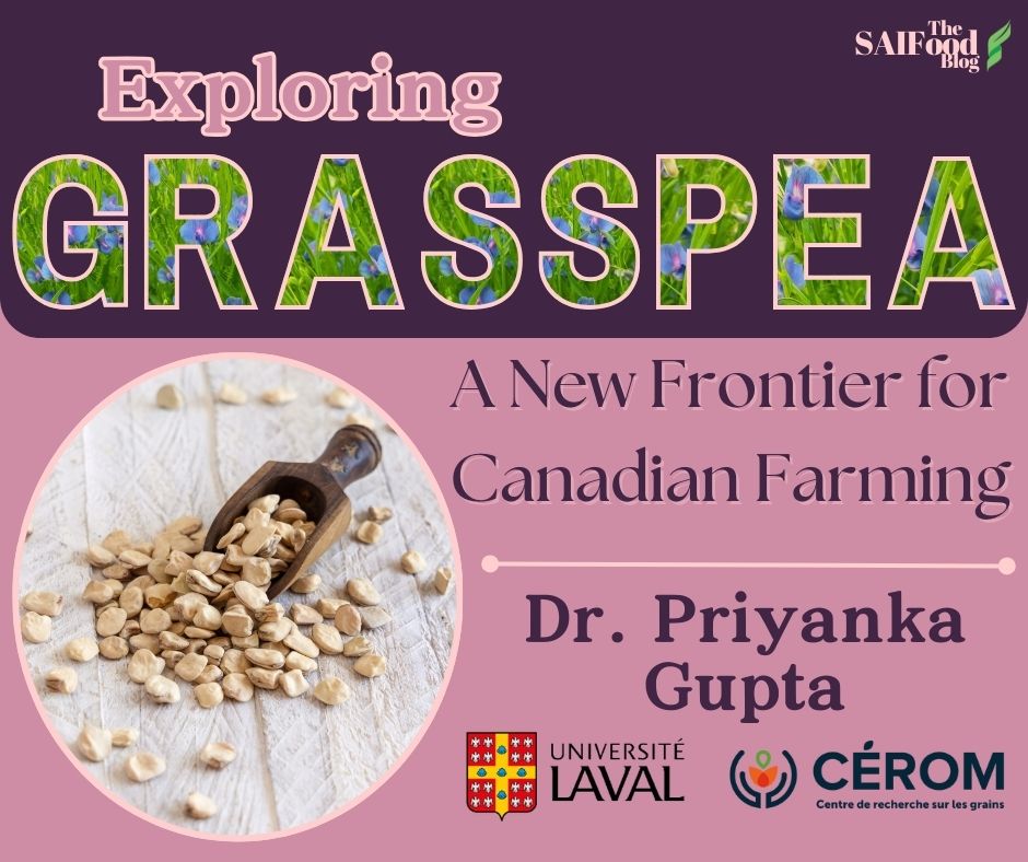 Scoop of dried grasspea in a frame Exploring Grasspea: a New Frontier for Canadian Farming by Dr. Priyanka Gupta